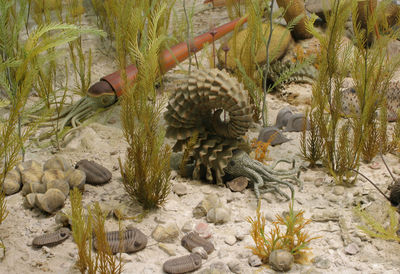Łąka ramienionogowa/ źródło: University of Michigan Exhibit Museum of Natural History